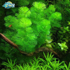 cay tieu bao thap 4 7