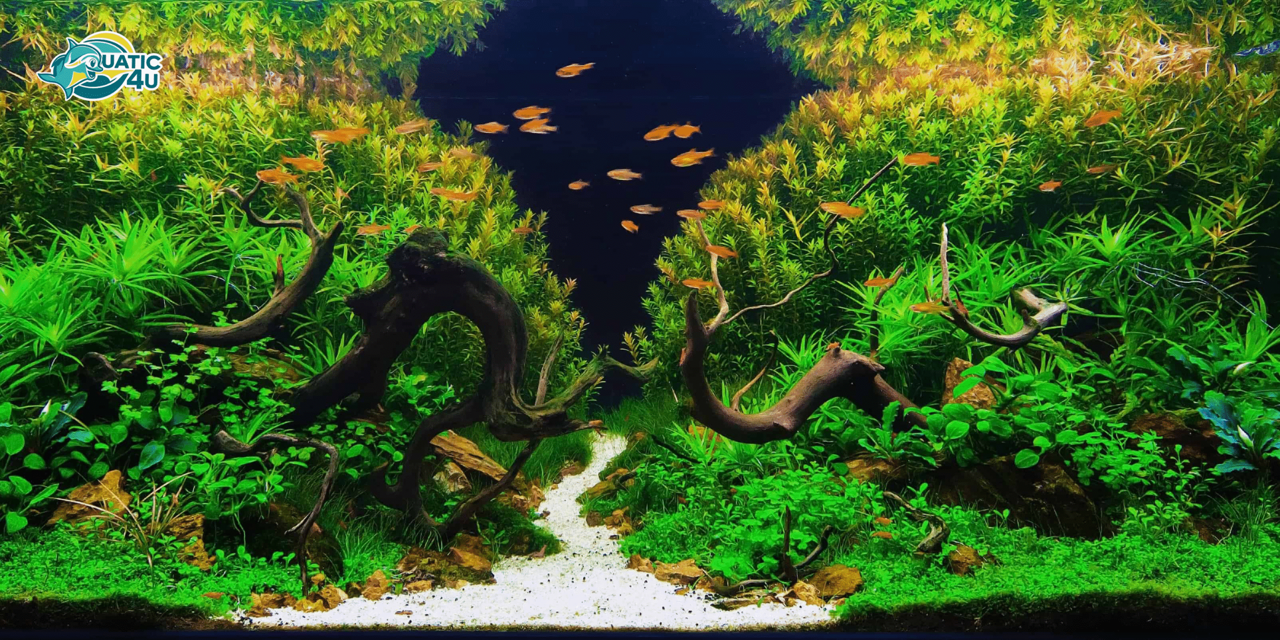 banner aquatic 4u 1 scaled 1