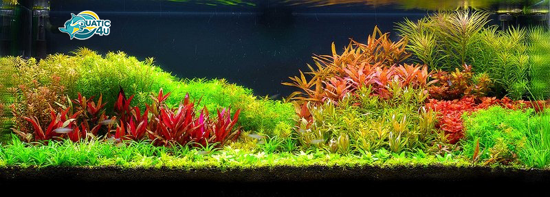 banner aquatic 4u 20 2