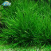 cay co nhat 1