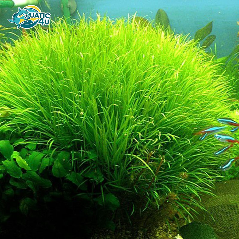 cay-co-nhat-6 cay co nhat 6 5