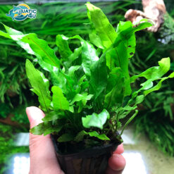 Cây dương xỉ mỹ nhân