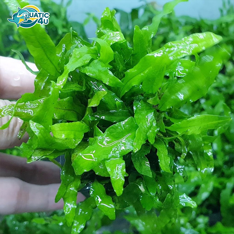 cay-duong-xi-my-nhan-5 cay duong xi my nhan 5 6