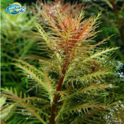 cay long cong 3 7
