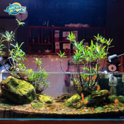 cay mi nuong 5 9