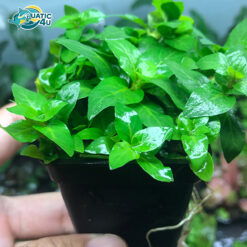 Cây rau thơm thuỷ sinh