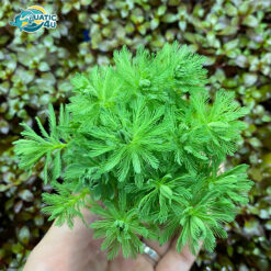 Cây xương cá thuỷ sinh