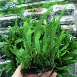 Cây dương xỉ lá kim
