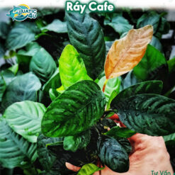 ray cafe 1 9