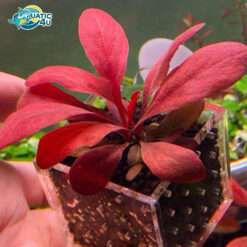 Cây Cải Đỏ