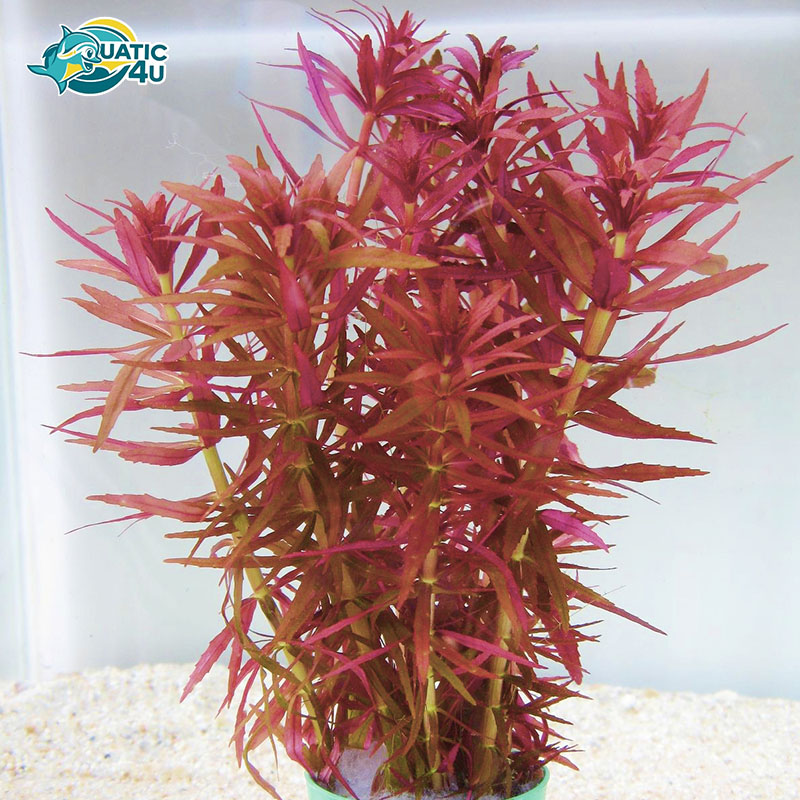 cay-ngo-tim-3 cay ngo tim 3 1 3