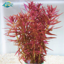 cay ngo tim 3 7
