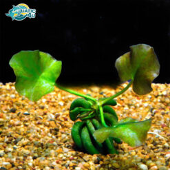 cay trang chuoi 1 7