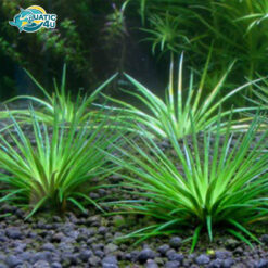 co dui trong ERIOCAULON CINEREUM 5 7