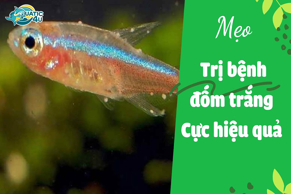 Cá Bị Đốm Trắng