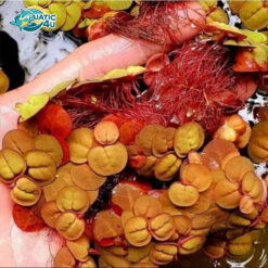 Bèo Rễ Đỏ