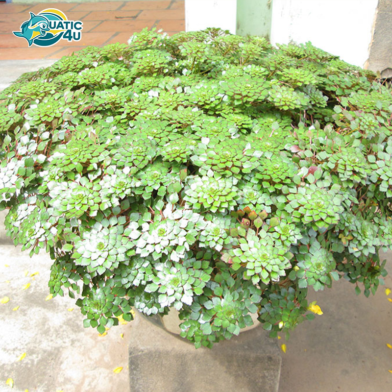 cay-au-thai-6 cay au thai 6 5