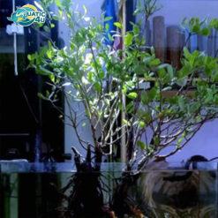cay coc trang 6