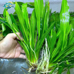 Cây Lưỡi Mèo