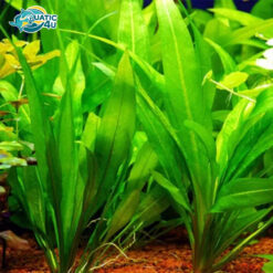 cay luoi meo 3 6