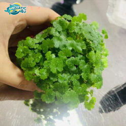 rau ma huong 4 7